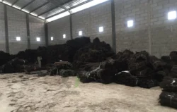 Sun-dried fiber prepared for processing. dried gumati fiber bundle arenga natural fiber