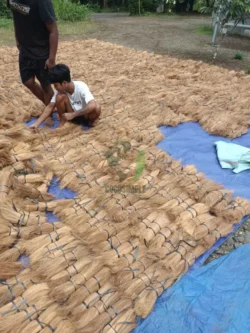 Carefully sorted bristle fibre for export markets export quality coconut bristle fibre bundle