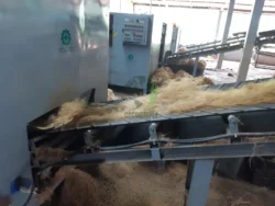 Processed coconut bristle in clean condition cleaned coconut bristle fiber pile