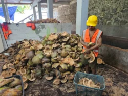 Bulk coco bristle supply for manufacturers bulk coco bristle fiber stack