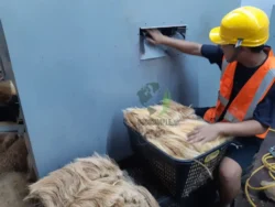 Long and durable coconut bristle fibers long coconut bristle fibers