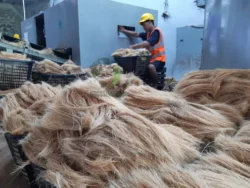 Sustainable bristle fibre production eco friendly coconut bristle fibre