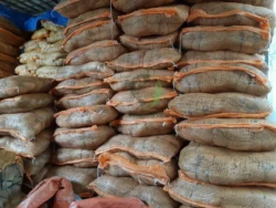 Strong and flexible bristle fiber material strong coconut bristle fiber texture