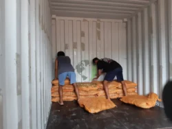 Dense bristle fibre for durability dense coconut bristle fibre bundle