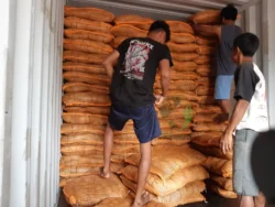 Raw coco bristle freshly processed raw coco bristle fiber pile