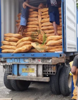 Export-ready bristle fibre packaging packaged coconut bristle fibre for export