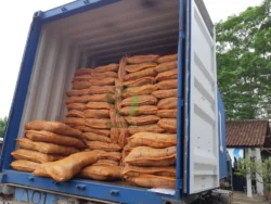 Coco bristle supply ready for distribution coco bristle fiber supply stock