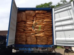 Strong bundled coconut bristle fibers bundled coconut bristle fiber