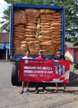 Processed and sorted bristle fiber processed coconut bristle fiber